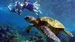 Kayak and Turtle Reef Snorkel at Olowalu