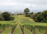 Wine Taste at Man O' War Vineyards, Waiheke Island, New Zealand