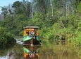 4-Day Private Orangutan and Bornean Primates Tour from Pangkalanbuun
