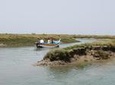 2-hour Bird Watching Guided Boat Trip in Ria Formosa from Faro Algarve