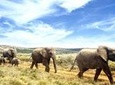 Addo Elephant National Park Full Day Safari