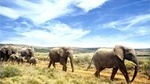 Addo Elephant National Park Full Day Safari