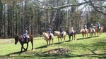 Guided Horseback Ride through Flame Azalea and Fern Forest