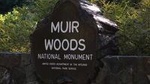 Muir Woods, Sausalito and Tiburon Day Trip from San Francisco