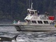 Orcas Island Whale Watching