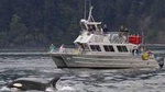 Orcas Island Whale Watching