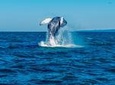 Whale Watching RIB Boat Tour from Husavik