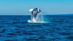 Whale Watching RIB Boat Tour from Husavik