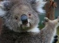 Yarra Valley Wildlife & Wine Day Tour from Melbourne with Healesville Sanctuary