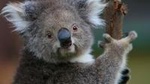Yarra Valley Wildlife & Wine Day Tour from Melbourne with Healesville Sanctuary