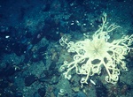 See a Giant Basket Star at night