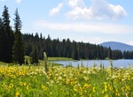 Attend Crested Butte Wildflower Festival, Colorado