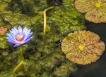 Explore Kenilworth Park and Aquatic Gardens, Washington, D.C