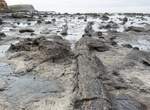 See Curio Bay's Petrified Forest, New Zealand