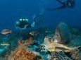 2-Tank Morning or Afternoon Dives in Playa del Carmen