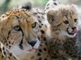 Ann Van Dyk Cheetah Centre Tour from Johannesburg or Pretoria