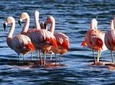 Laguna del Toro and Flamingo-Watching 4WD Tour from Salta