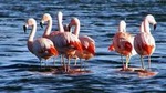 Laguna del Toro and Flamingo-Watching 4WD Tour from Salta