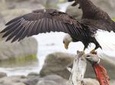 Chilkoot Wilderness and Wildlife Viewing - Haines Departure