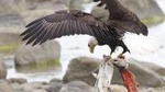 Chilkoot Wilderness and Wildlife Viewing - Haines Departure