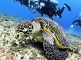 Discover Scuba Diving Course in Playa del Carmen with Two Coral Reef Dives