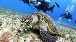 Discover Scuba Diving Course in Playa del Carmen with Two Coral Reef Dives