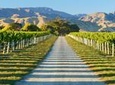 Full-Day Marlborough Wine Tour Including Wine Tasting 