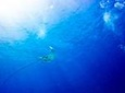 Full-Day Scuba Diving Catalina Island Tour from Bavaro