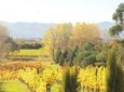 Full-Day Wine Gourmet and Scenic Delight Tour of Marlborough from Picton