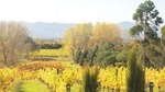 Full-Day Wine Gourmet and Scenic Delight Tour of Marlborough from Picton
