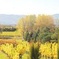 Full-Day Wine Gourmet and Scenic Delight Tour of Marlborough from Picton
