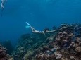 Grand Cayman Kittiwake and Reef Sail