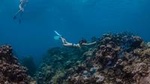 Grand Cayman Kittiwake and Reef Sail