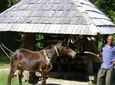 Historical 18th Century Estate Tour with Coconut Tasting
