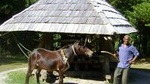 Historical 18th Century Estate Tour with Coconut Tasting