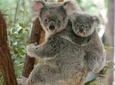 Lone Pine Koala Sanctuary Day Pass