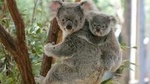 Lone Pine Koala Sanctuary Day Pass