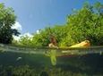 Magic Mangrove Paddle in Beef Island Lagoon