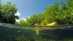 Magic Mangrove Paddle in Beef Island Lagoon
