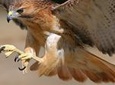 Medvednica Nature Park Falconry Tour from Zagreb