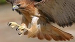 Medvednica Nature Park Falconry Tour from Zagreb