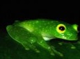 Monteverde Rain Forest Night Walk
