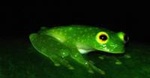 Monteverde Rain Forest Night Walk