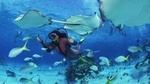 No Certification Required Guided Scuba Diving Tour