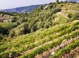4-Hour Provence Organic Wine Tasting Tour from Nice