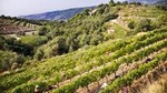 4-Hour Provence Organic Wine Tasting Tour from Nice