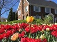 Ottawa Spring Tulip Festival Bike Tour