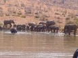 Pilanesberg National Park Day Tour from Pretoria, every SATURDAY