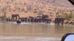 Pilanesberg National Park Day Tour from Pretoria, every SATURDAY