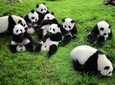 Private Tour: Chengdu Panda Breeding and Research Center Tour